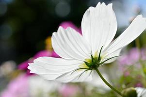 Weiße Kosmosblumen blühen, im Garten, große Blütenblätter foto