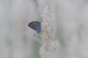 gemeiner blauer Schmetterling, kleiner Schmetterling blau und grau, Makro foto