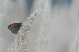 kleiner Heideschmetterling auf einer flauschigen Pflanze, Nahaufnahme foto