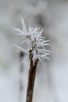 Gefrorener Baumast, Winternatur, kaltes Wetter. foto