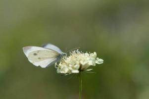 kleine weiße, Kohlweißling auf einer weißen Nadelkissenblume, foto