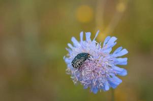 schwarzer Käfer mit weißen Flecken in einem lila Wildblumenmakro foto