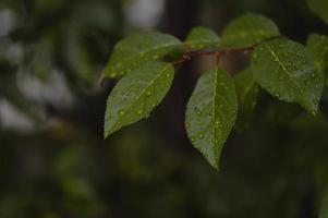 grüne blätter mit wassertropfen nach regen foto