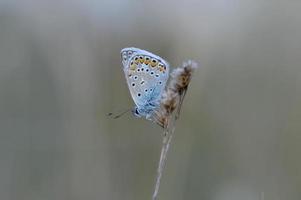 Gemeiner blauer Schmetterling auf einer trockenen Pflanze in der Natur aus nächster Nähe. foto