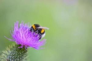 Hummel auf einer Speerdistelblüte, Biene auf einer violetten Blüte foto