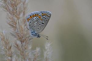 gemeiner blauer Schmetterling, kleiner Schmetterling blau und grau, Makro foto