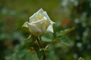 Weiße Rose, Blütenkopf hautnah nach Regen mit Wassertropfen foto