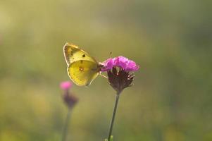 bewölktes Gelb, gelber Schmetterling auf einer Blume im Naturmakro. foto