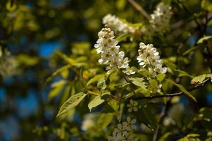 blühender Baum weiße Frühlingsblumen foto