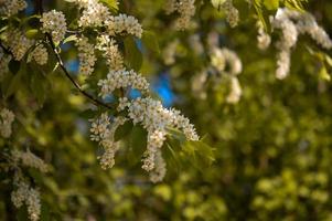 blühender Baum weiße Frühlingsblumen foto