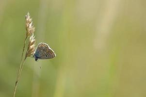 brauner argus kleiner schmetterling auf einer pflanze im naturmakro foto