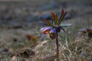frühfrühlingswald blüht nieswurz, lila blume foto