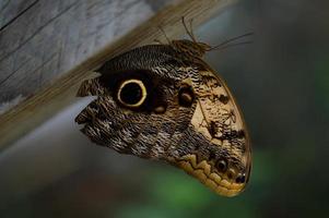 Eulenschmetterling im Schmetterlingshaus, großer brauner Schmetterling foto