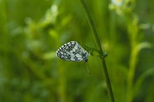 schwarz-weißer, marmorierter weißer Schmetterling in der Natur foto