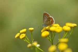 brauner Argus in einer Rainfarnblume, kleiner brauner, grauer Schmetterling. foto