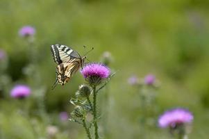 Schwalbenschwanzschmetterling der alten Welt auf einer Speerdistelblume foto