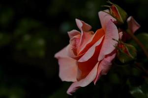 Rosa Rosenblütenkopf hautnah im Garten foto