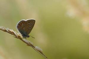 brauner argus kleiner schmetterling auf einer pflanze im naturmakro foto