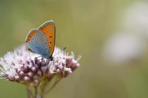 orange und blauer Schmetterling auf einer rosa Blume foto