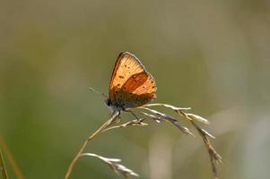 knapper kupferschmetterling, kleiner kupfer, orangefarbener schmetterling foto