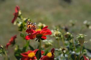 Distelfalter Schmetterling auf einer roten Dahlie Blume hautnah foto