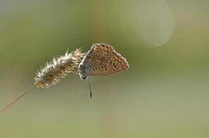 brauner argus kleiner schmetterling auf einer pflanze im naturmakro foto