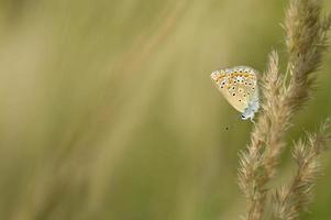 brauner argus kleiner schmetterling auf einer pflanze im naturmakro foto