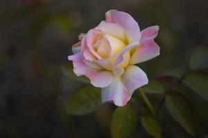 Pastellrosa und gelbe Rose hautnah im Garten foto