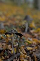 braun-weiß gefleckter Pilz foto