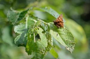 Brauner Kommaschmetterling auf einem grünen Blatt im Naturmakro. foto