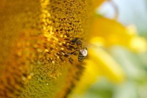 Biene auf einer Sonnenblume, Makro, Bestäubung, große gelbe Blume. foto
