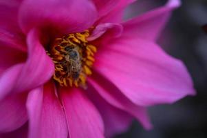 Biene auf einer rosa Dahlienblüte, Nahaufnahme, Makro foto