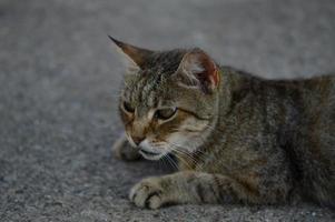 Katzenporträt, gestreifte streunende Katze auf dem Boden, foto