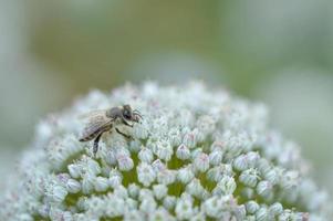 Biene auf einem weißen Zwiebelblumenmakro, das eine Blume bestäubt foto