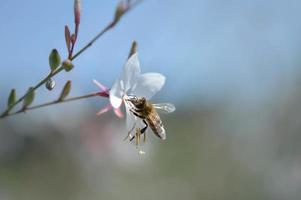 Biene auf einer weißen Blume im Naturpastellmakrofoto. foto