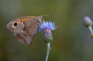 Wiese brauner Schmetterling auf einer lila Blume foto