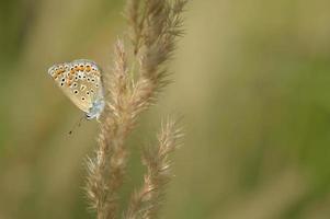 brauner argus kleiner schmetterling auf einer pflanze im naturmakro foto