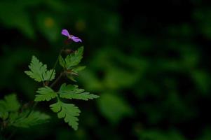 Geranium Robertianum, kleine lila Blume, foto