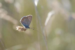 gemeiner blauer Schmetterling, kleiner Schmetterling blau und grau, Makro foto