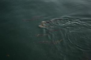 Fische in ruhigem Wasser, Fische schwimmen foto