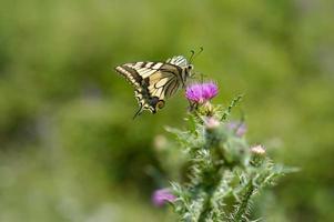 Schwalbenschwanzschmetterling der alten Welt auf einer Speerdistelblume foto