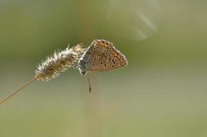 brauner argus kleiner schmetterling auf einer pflanze im naturmakro foto