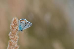 winziger blauer Schmetterling auf einer Pflanze in freier Wildbahn foto