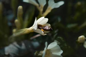 kleine weiße Wildblume mit einer Biene foto