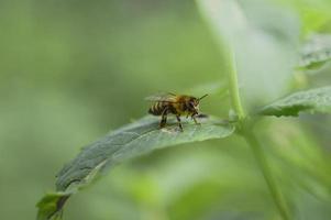 Biene auf einem grünen Blatt Makrofoto, Nahaufnahme foto