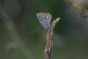 kleiner grauer und blauer Schmetterling mit orangefarbenen und schwarzen Flecken foto