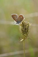 brauner argus kleiner schmetterling auf einer pflanze im naturmakro foto