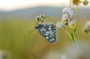 marmorierter weißer, schwarzer und weißer Schmetterling in freier Wildbahn foto