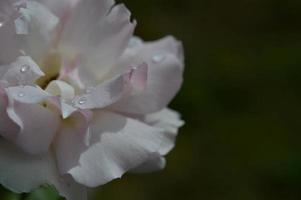 Pastellrosa Rose mit Regentropfen Nahaufnahme Blütenblätter foto