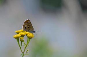 brauner Argus in einer Rainfarnblume, kleiner brauner Schmetterling. foto